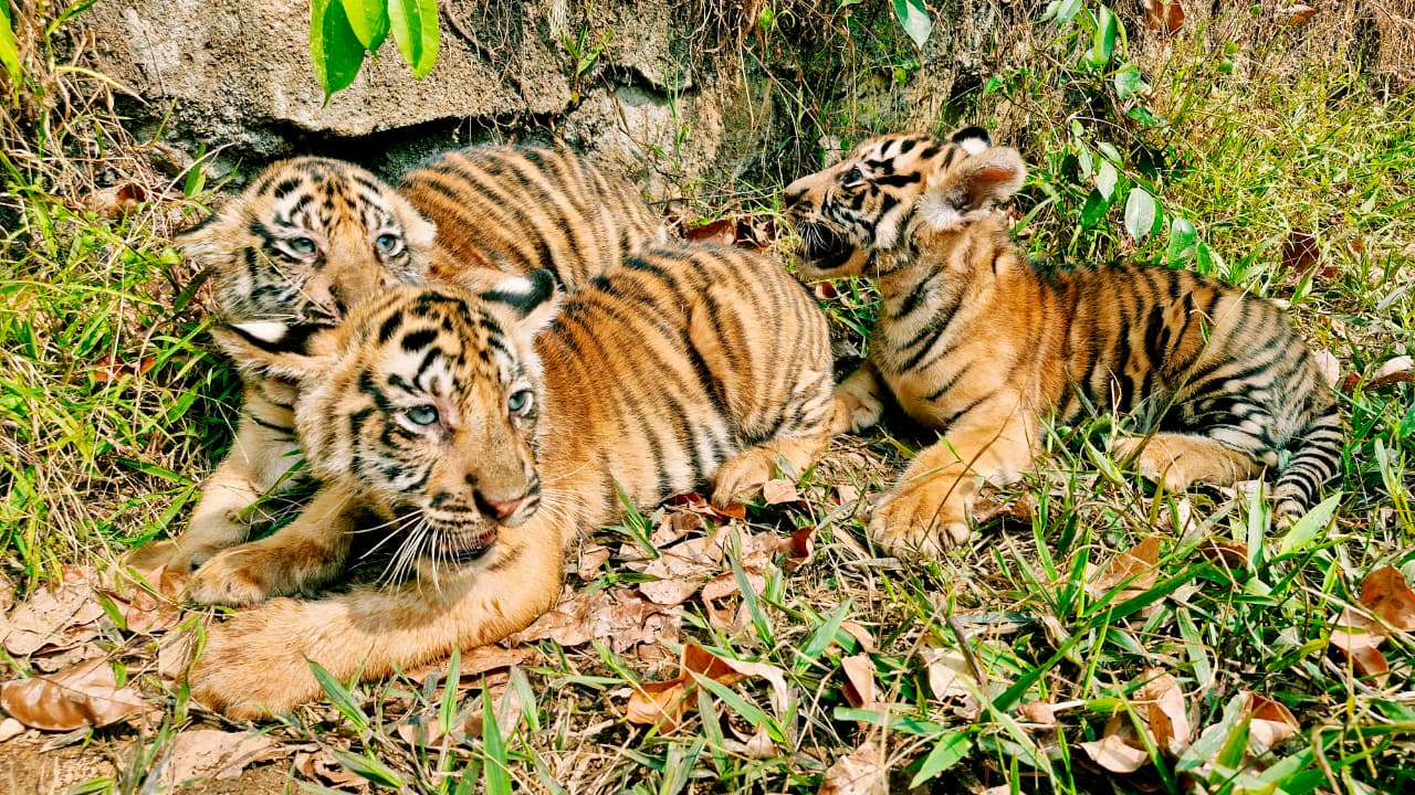 Tiga Bayi Harimau Benggala Ramaikan Semarang Zoo, Ini Tarif Masuk dan Wahana Wisatanya Tiga Bayi Harimau Benggala Ramaikan Semarang Zoo, Ini Tarif Masuk dan Wahana Wisatanya