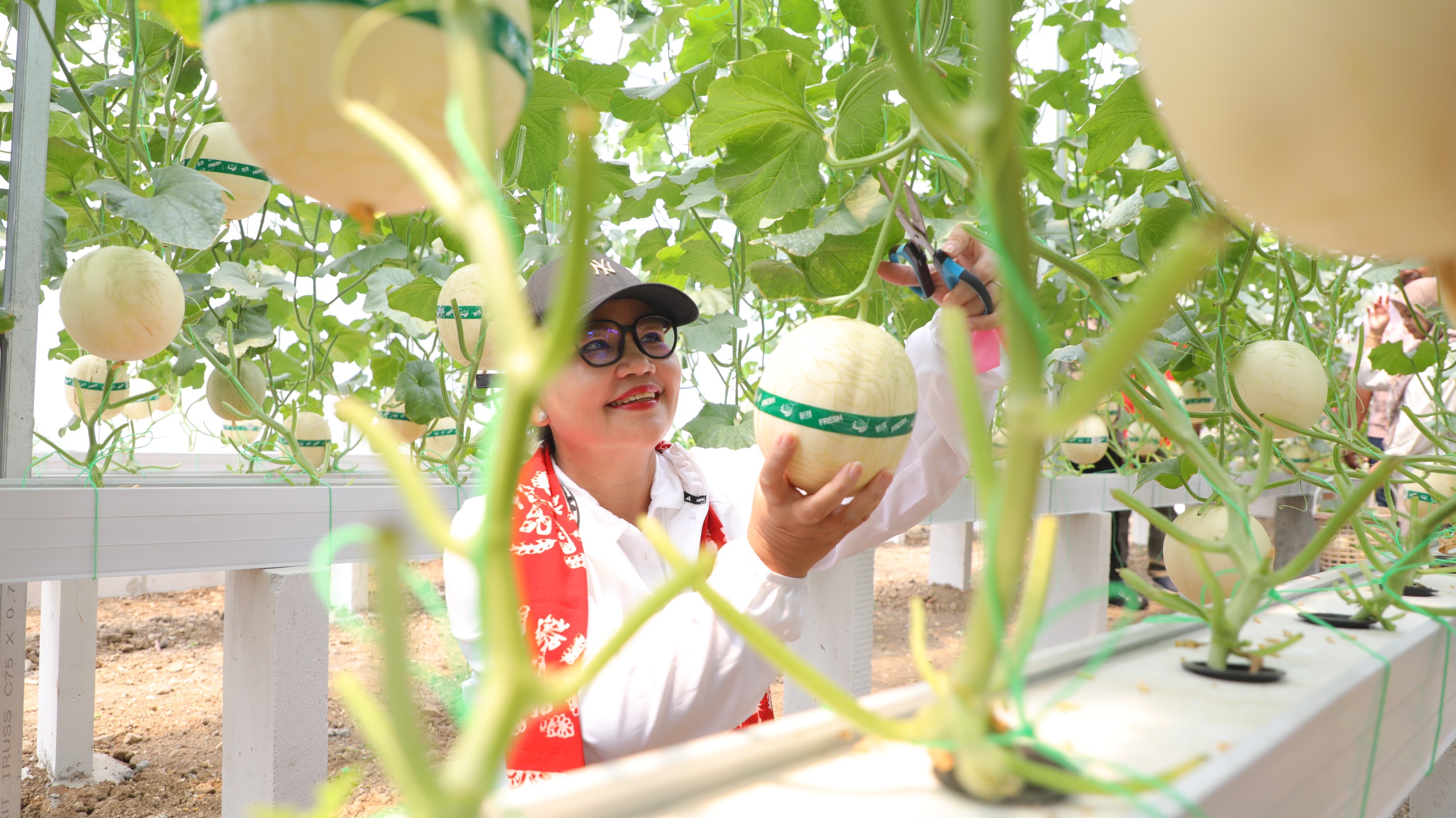 Petik Melon