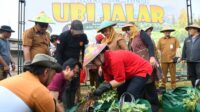 Panen Ubi Jalar