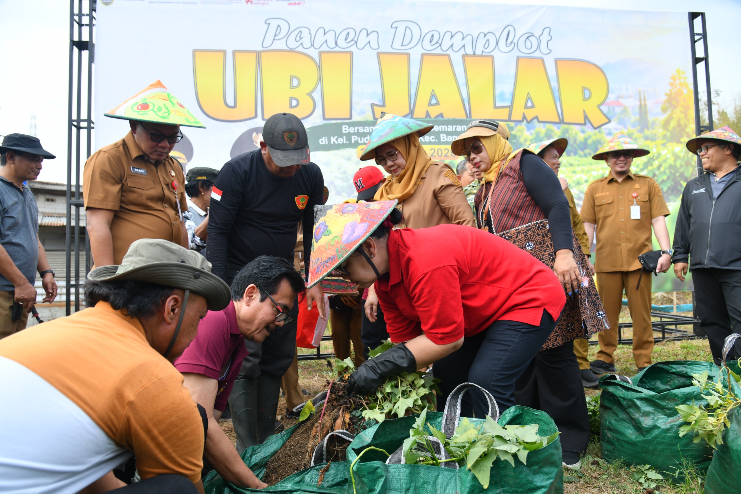 Panen Ubi Jalar