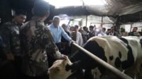 Sapi Perah