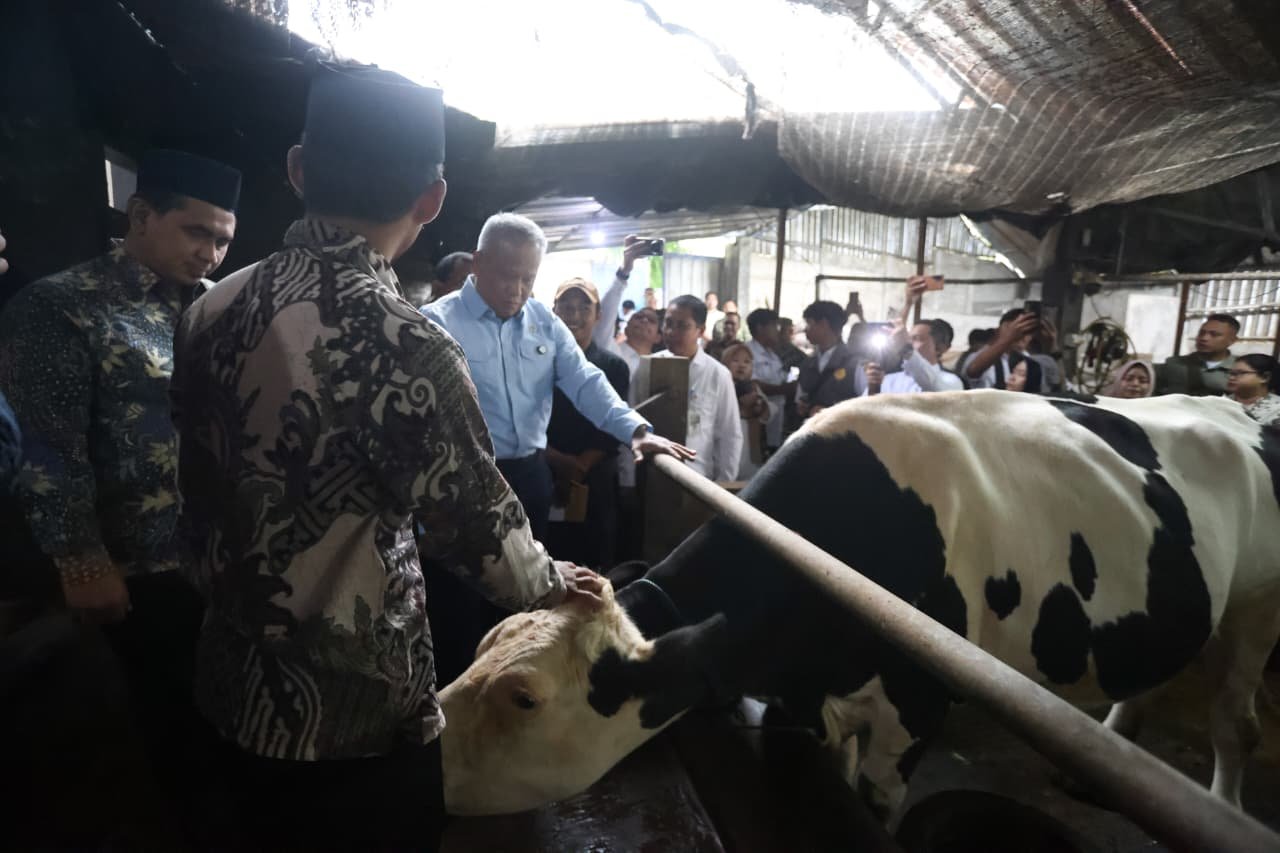 Sapi Perah